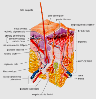 Epidermis, dermis, hipodermis