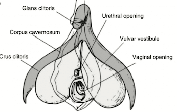 Anatomía de clítoris