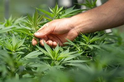 cannabidiol planta